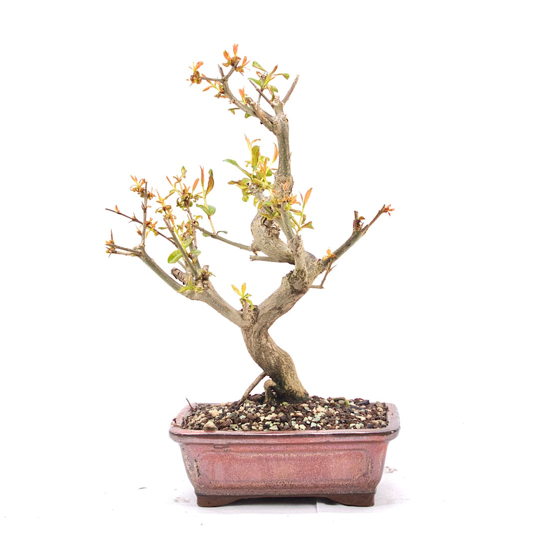 Granatapfel 'Punica granatum'